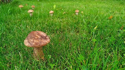 Boletus Mushrooms With Brown Hat Grew On A Green Lawn Edible Mushrooms