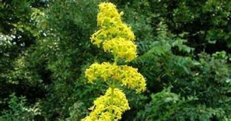 Pe 24 iunie românii sărbătoresc sânzienele sau drăgaica. Sensul vietii: TERAPIA CU FLORI DE SANZAIENE - GALIUM VERUM