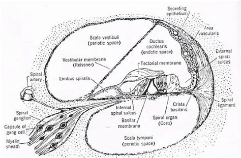 Cross Section Of The Cochlea The Organ Of Corti Is Located On The