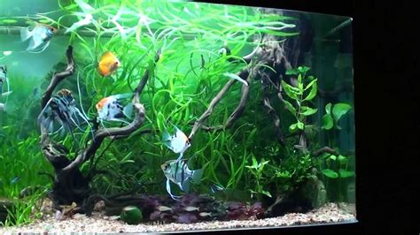 Cristian Angel Fish Planted Tank 120 Gal Part 1 Youtube