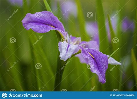A Beautiful Lilac Iris Flower Under The Daylight Stock Image Image Of