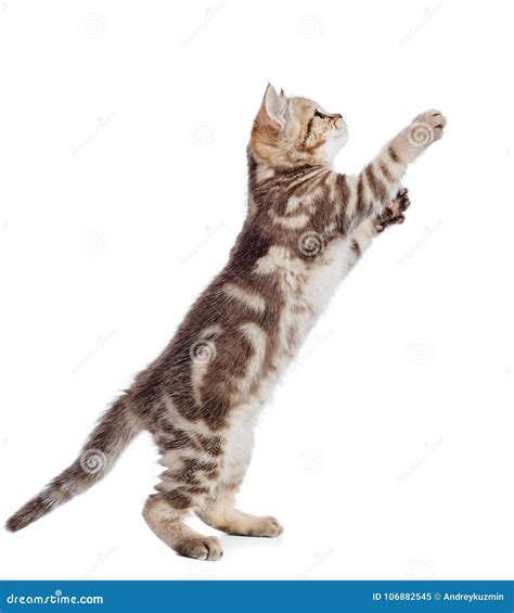 Kitten Cat Jumping Side View Isolated Stock Image Image Of Pedigreed