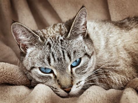 A Primer On Feline Arthritis