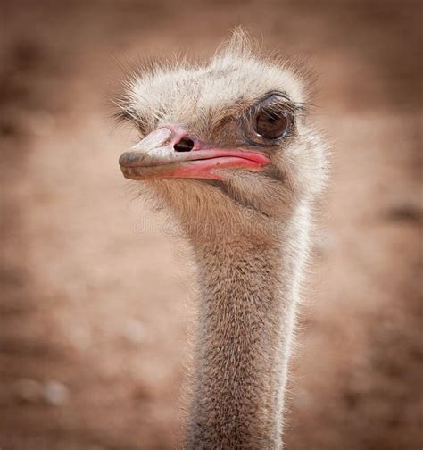 Funny Ostrich Portrait Stock Photo Image Of Animal 151741630