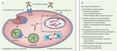 Antibodydrug Conjugates For Cancer The Lancet