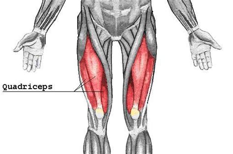 The four muscles collectively called the quads or quadriceps muscles are the primary movers when you push through the pedal stroke, so stronger quads equals more watts. Pinterest • The world's catalog of ideas