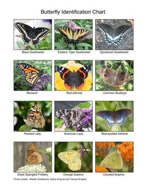 Butterfly Identification Chart A Visual Reference Of Charts Chart Master