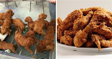 Belle glade the building housing dixie fried chicken is nondescript and looks like it could have been a small office building in a past life. 17 Things That Look Hilariously Similar | Chicken puppy ...