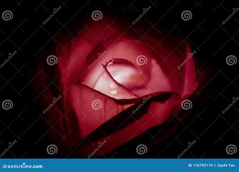 Kiss From A Rose Stock Image Image Of Rose Flower 116792119