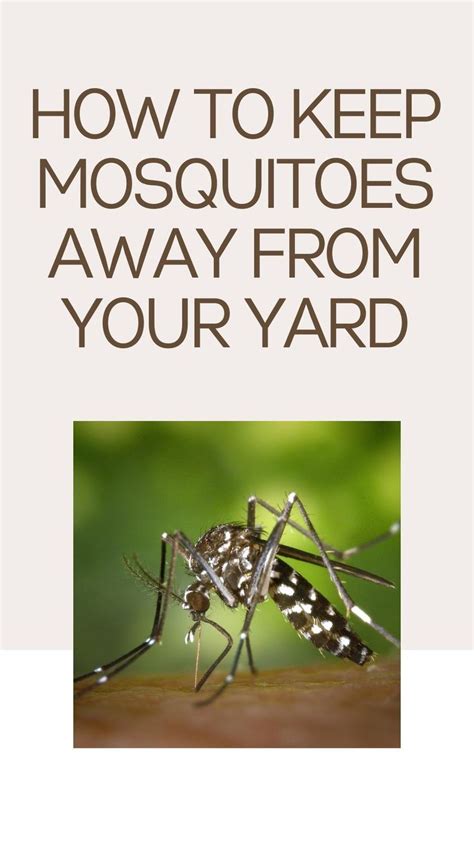 How To Keep Mosquitoes Away From Your Yard An Immersive Guide By