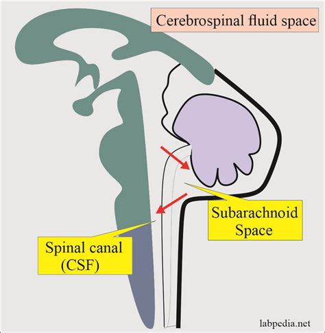 Cerebrospinal Fluid Analysis Part 1 Cerebrospinal Fluid Normal