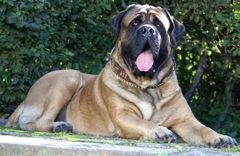 Old English Mastiff Big Dog Breeds Mastiffs Dog Breeds