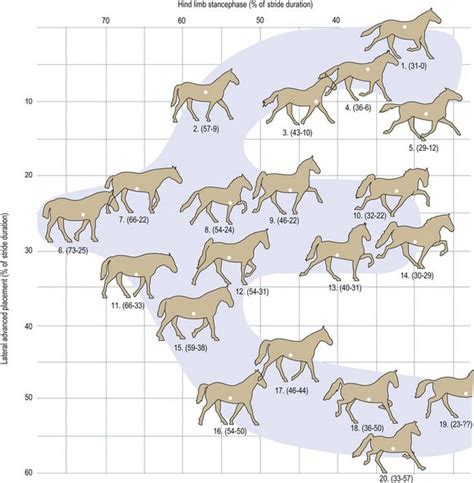 Diagram Gallop Horse Gaits Diagram Mydiagramonline