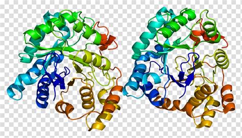 Akr1c3 Aldo Keto Reductase Enzyme 17β Hydroxysteroid Dehydrogenase Gene