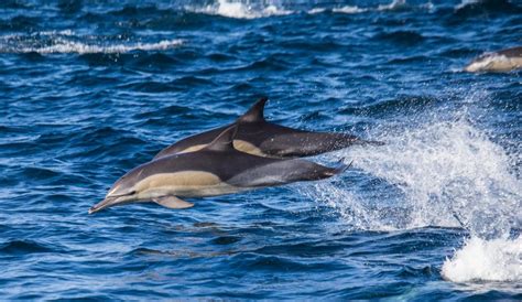 Dolphin Facts Everything You Need To Know