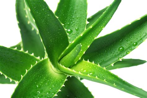 This article lists eight potential health benefits of aloe vera. Aloe-Vera-Gel-Benefits | Pulse