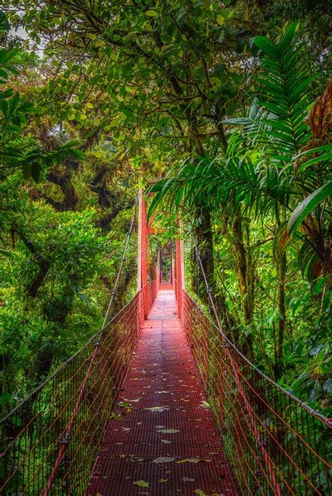 Red Suspension Bridge In Monteverde Cloud Forest Costa Rica Stock