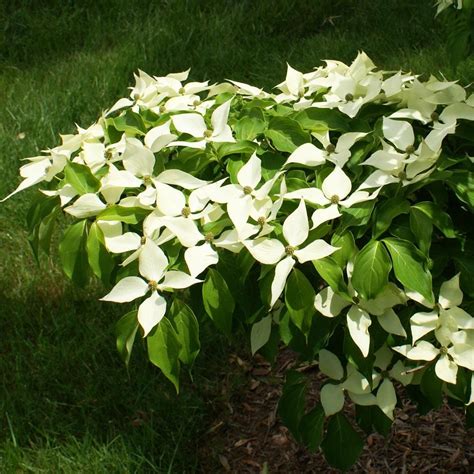 Our customer base includes landscapers, independent garden centers and nurseries. White Kousa Dogwood Tree in 2020 | Kousa dogwood tree ...