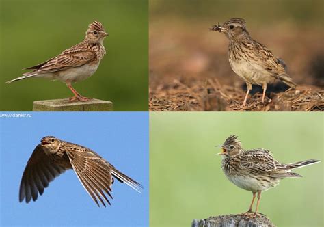 Photos De Tous Les Oiseaux Migrateurs Avec Descriptions Détaillées