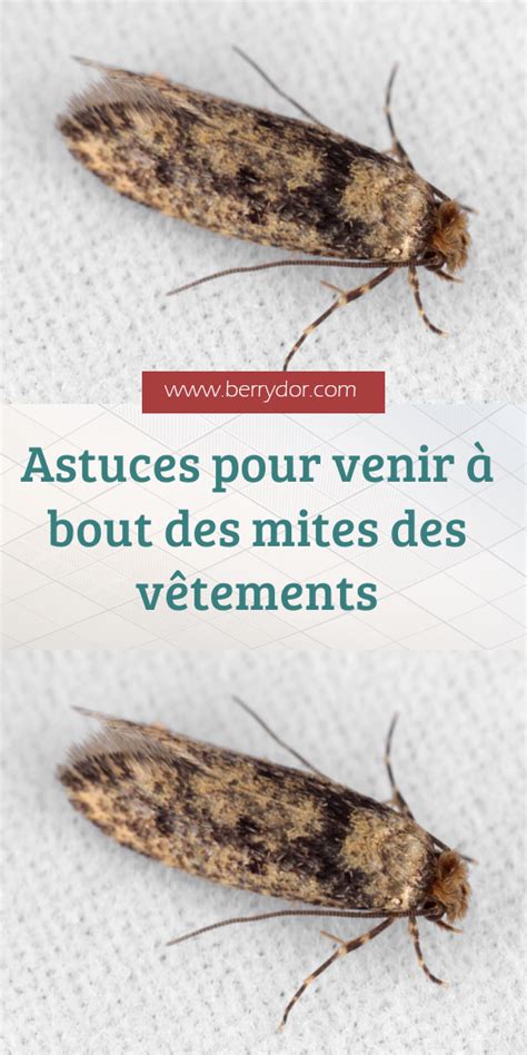 Astuces pour venir à bout des mites des vêtements Astuces Recettes