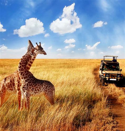 Ultimate Safari in Zimbabwe & Botswana| Solo Travel Africa |Flash Pack