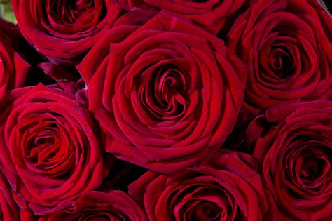 The tradition of sending valentine's day flowers began in the 17th century. Where Valentine's Day Flowers Are Grown, And How To Find ...
