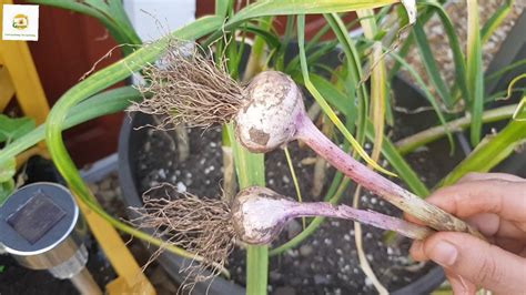 Harvesting Garlic And Garlic Scapes Of Hardneck Garlicdifference Between