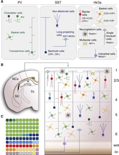 Development And Functional Diversification Of Cortical Interneurons