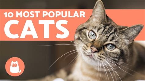 The Most Popular Cat Breeds BuzzyPet
