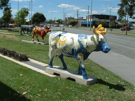 Greater shepparton's moooving art cows are an iconic part of the greater shepparton landscape. Herons Nest: Shepparton's Cows