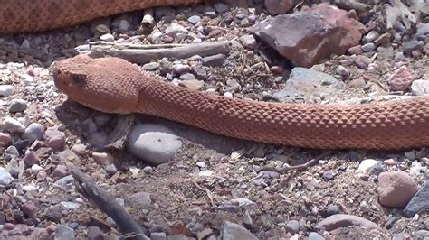 Grand Canyon Rattlesnake Pink Youtube