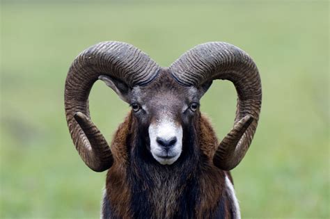 How Much Does A Ram Animal Cost Davidbowievansforsale