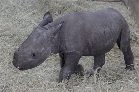 Video Rare Black Baby Rhino Born In Iowa Zoo Abc News