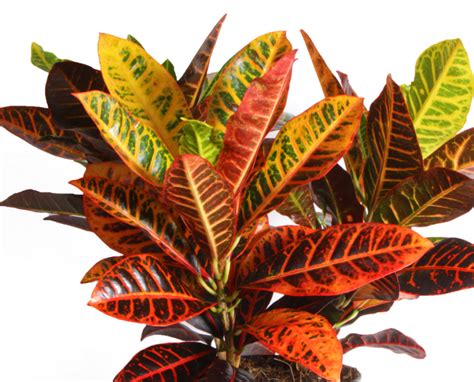 Indoor Plant With Red And Green Leaves Osera