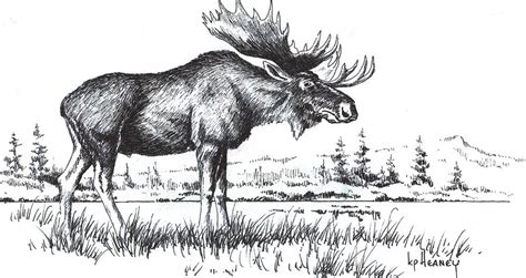 Bull Moose Drawing By Kevin Heaney