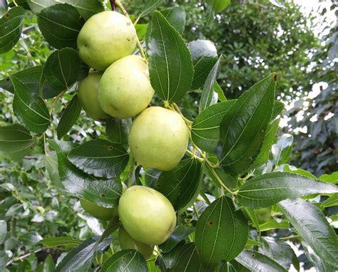 Welcome To The Pitt County Arboretum Growing Jujube