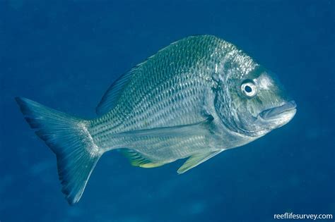 Acanthopagrus Australis Yellow Fin Bream