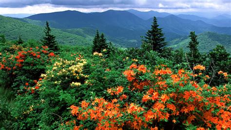 Flame Azaleas In Bloom Appalachian Trail North Carolina