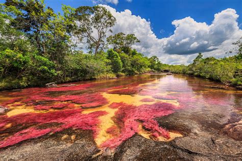 We did not find results for: Caño Cristales, il fiume dei cinque colori, si trova in ...