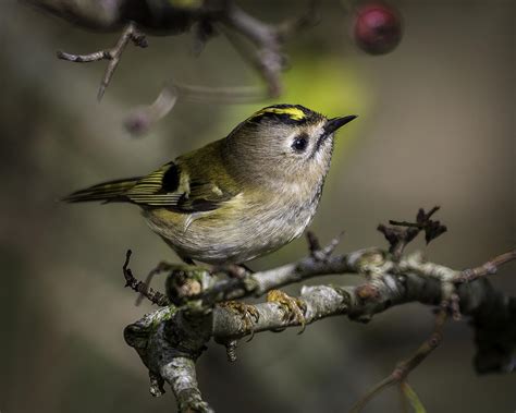 British Woodland Birds Bird Photo Contest Photocrowd Photo