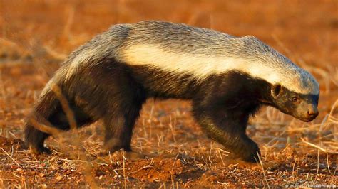 South African Honey Badger Attacks Leopard As She Defends Cub News