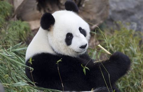 Giant Panda Breeding Update Big Steps On The Journey To Motherhood