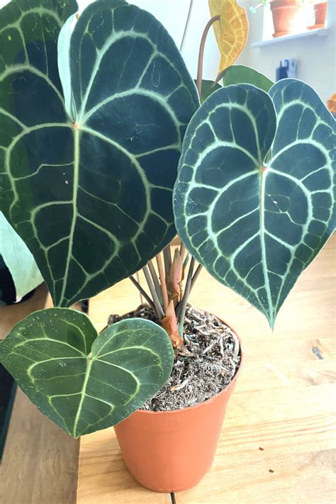 Anthurium plant care is relatively straightforward and repotting anthurium plants is a task that should be done only when required. Plant profile: how to care for…anthuriums - Planet Houseplant