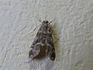 Pond moth from Pembroke St, Tawa, Wellington 5028, New Zealand on ...