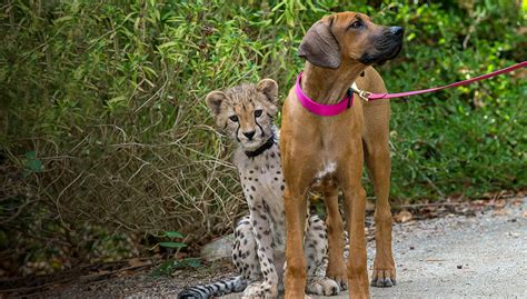 Faithful Furry Bffs San Diego Zoo Wildlife Explorers