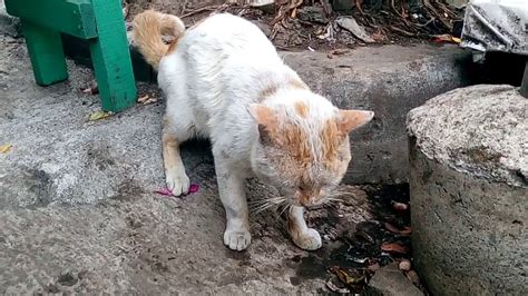 Anak kucing yang masih berumur di bawah 1 bulan hanya perlu minum air susu langsung dari induknya, pemberian makanan apapun ingatlah untuk selalu menjaga kesterilan peralatan makan anak kucing kita. Kasihan Kucing Jalanan Jantan Ini Makan Apa Saja - YouTube