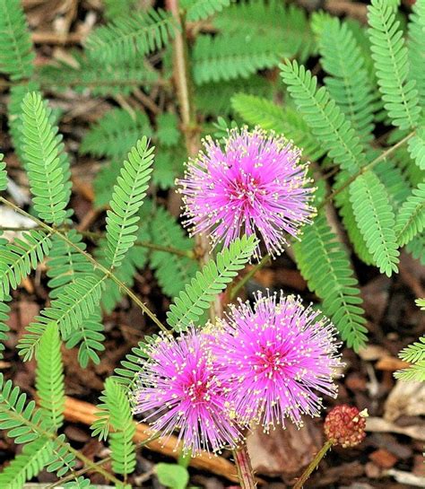 Mimosa Pudica Seeds X 7 This Plant Is Ultra Sensitive And Etsy Uk