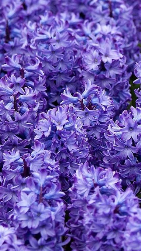 Dark Purple Flower Iphone Wallpapers Top Free Dark