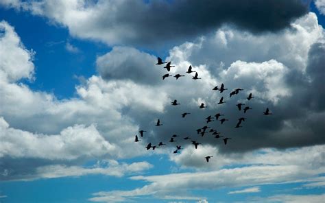 Birds Flying Sky Wallpapers Top Free Birds Flying Sky Backgrounds