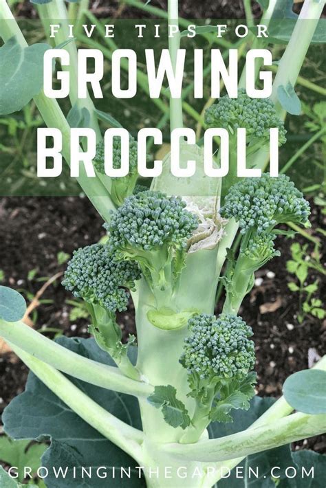 Five Tips For Growing Broccoli Growing In The Garden